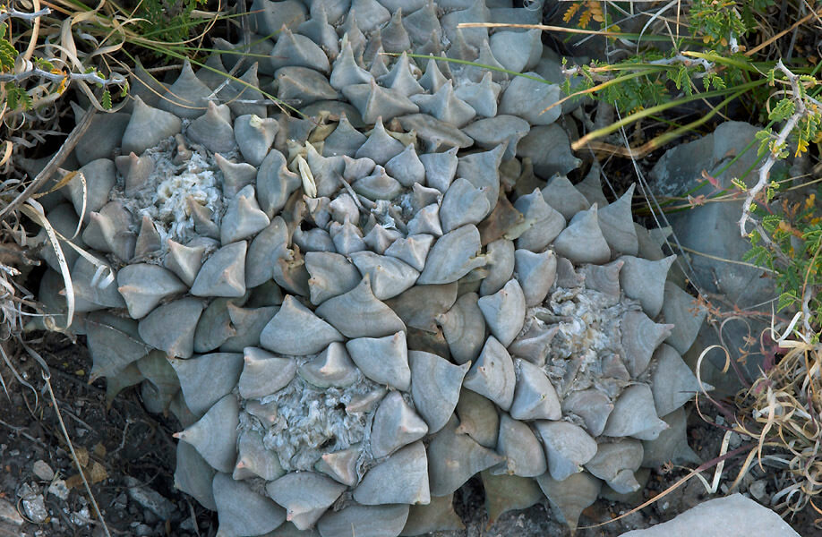 Ariocarpus retusus